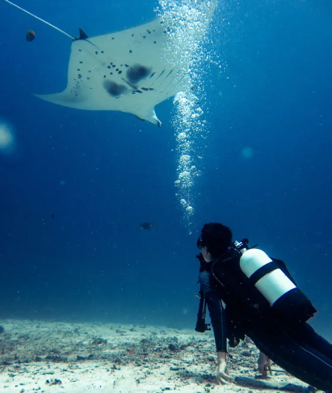 Plongeurs observant la vie marine